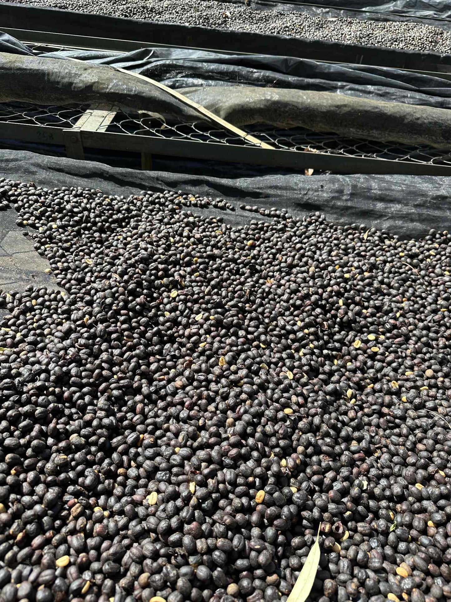 Catuai Natural Medium Roast