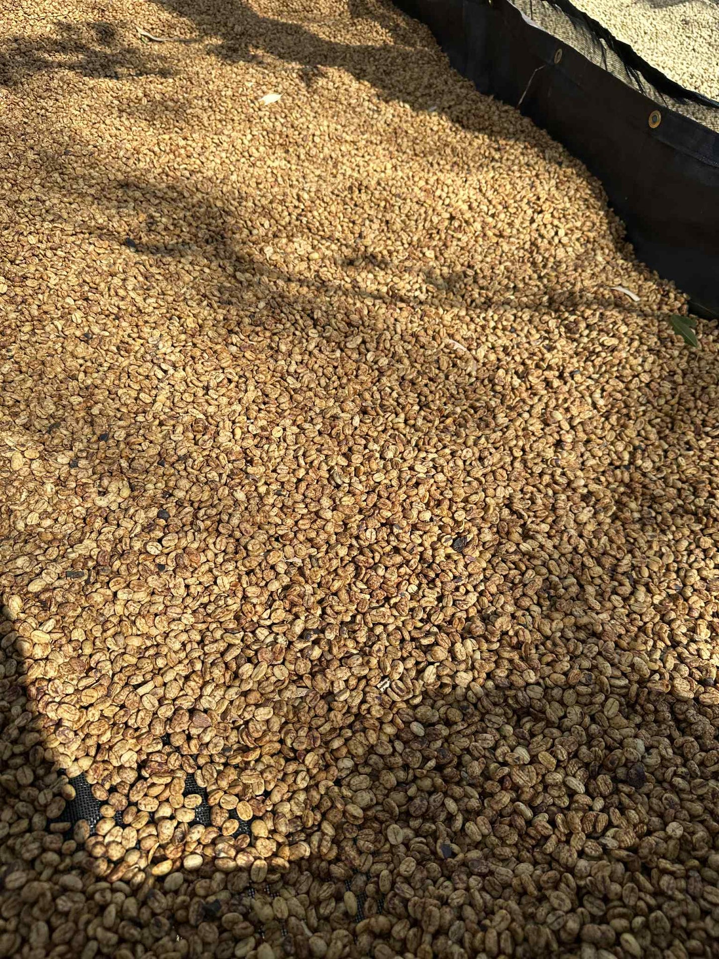 Dark Roast Coffee Whole Beans